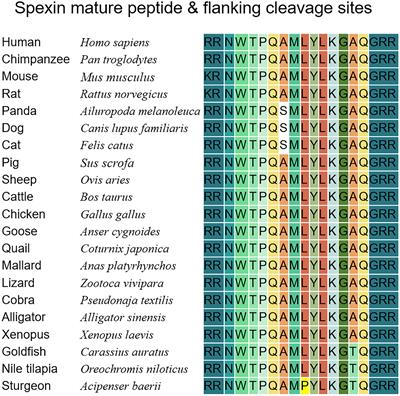 Advances in research on spexin-mediated regulation of reproductive function in vertebrates